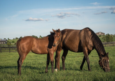 a Thoroughbred broodmare and her foal