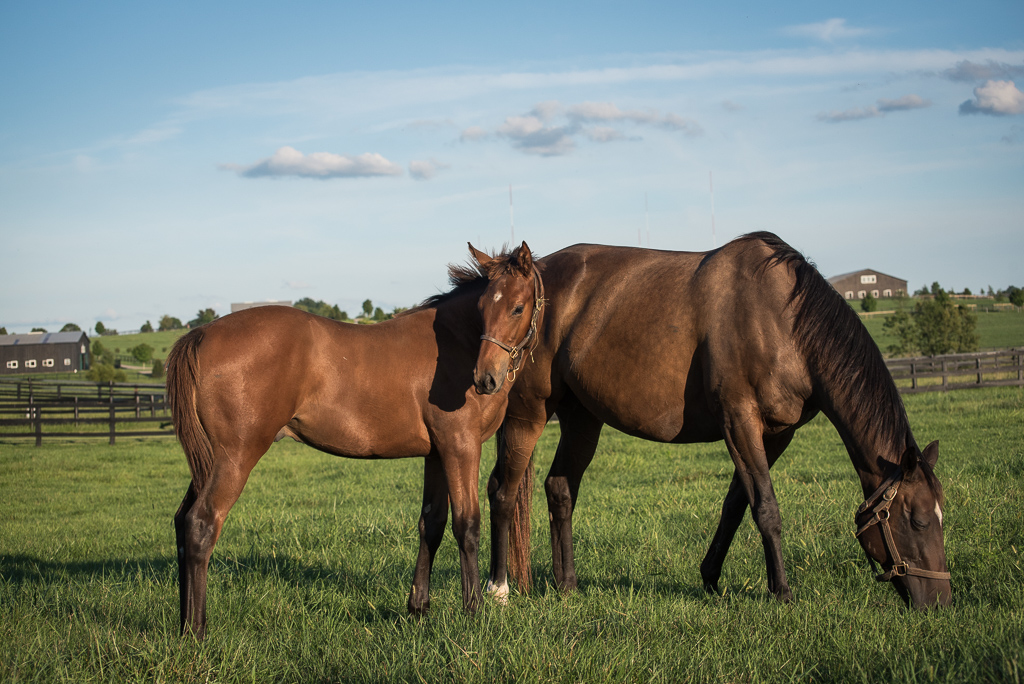 a Thoroughbred broodmare and her foal
