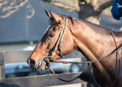 a Thoroughbred racehorse looks off into the distance after morning training